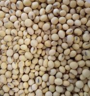 Certified Soybean/soya bean/soja/dried soya bean