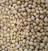 Soybeans ,Non gmo yellow soybean ,soya bean seed