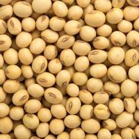 High protein yellow soybean soya beans / soy bean for sale