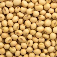 NON-GMO yellow Soybean / soya bean for oil/tofu/animal feeds