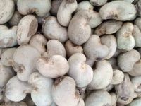 Quality Cashew Nut Raw Bulk Cashews Raw Cashew Nuts Prices Offered Dried Fruits Nuts