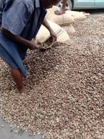 Raw and Processed Cashew Nuts for Sale