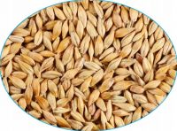 Barley