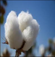 Selling Organic Raw Cotton in cheap price 