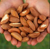 100% High Quality Raw Brazil Nuts For Sale