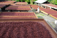 High Quality Cocoa Beans - Cacao Beans - Chocolate beans