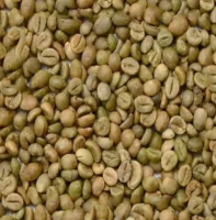 High Quality Robusta Green Coffee Beans Roasted Ground from Netherland