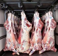 Wholesale Beef meat in Cheap Price