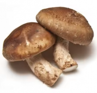 Fresh Whole Sale Wild Mushrooms For Sale