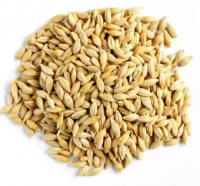 Natural Fresh Barley For Animal Feed Cheap Price