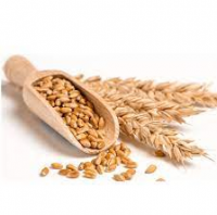 Natural Fresh Wheat For Sale Low Price