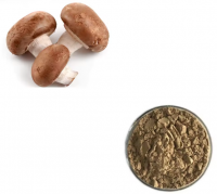 Top-Quality Shitake Powder Of Good Price