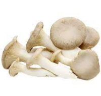 Best Quality Oyster Mushrooms In Cheap Price