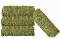 Top-Quality Alfalfa Hay In Wholesale Price