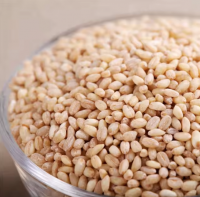 100% Organic Best Quality Wheat Grain Suppliers