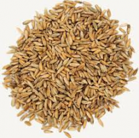 Top Quality Fresh Rye Grain For Exports