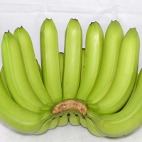 Fresh Plantain Banana For Sale In High-Quality