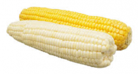 Cheap Price Fresh White And Yellow Corn For exports