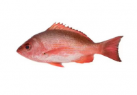 Fresh Frozen Orange Roughy Fish For Sale