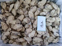 Cooked Oyster Meat Premium Oyster Product