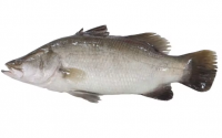 Frozen Silver Ocean Perch Fish