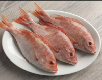 Fish Red Snapper - FROZEN SNAPPER - HIGH QUALITY & BEST PRICE