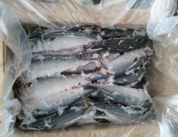 Frozen Fresh Pickerel Fish For Sale