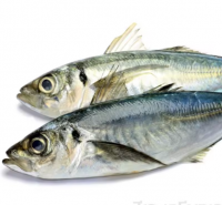 frozen king fish mackerel best quality