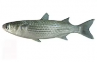  High quality Frozen Grey Mullet Fish