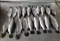 Wholesale Fresh Frozen Sea Trout Fish For Sale