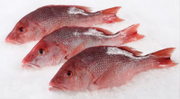 Red Snapper Frozen Fish Export from Netherland / Snapper Fish