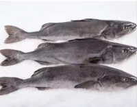 Whole Wild Sablefish / Black Cod (Frozen)