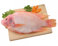 Fresh Frozen Salmon Fish For Sale at Best Price