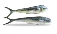 Whole Round Frozen Mahi Mahi Fish Sea 