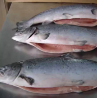 Farm Raised Salmon Fillet Seafood Frozen Salmon Fish