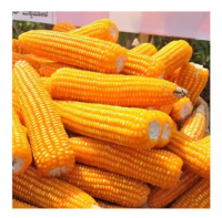 Cheap Dried Yellow Corn Grans / Corn Maize For sale