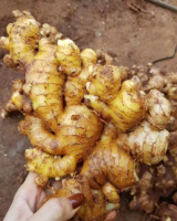 100% Hot Selling Fresh Ginger At Affordable Price