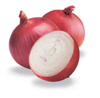 100% fresh onion import export from netherland