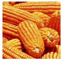 Corn For Maize / Yellow Corn At Factory Price