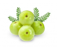 Top Product Organic Amla Fruits For Exporters