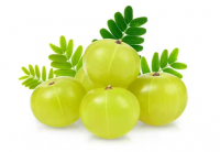 100% Fresh Organic Amla Fruits / Nutritious Fruit