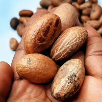 African Bitter Kola Nut