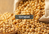 Soybean GMO & NON-GMO