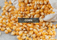 Corn GMO & NON-GMO