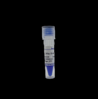 100bp DNA Marker