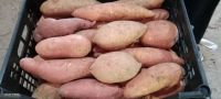 fresh sweet potatoes