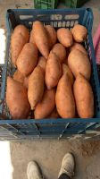 fresh sweet potatoes
