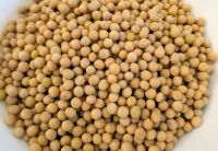 Raw And Dried Soybean