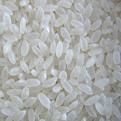 Japonica Rice | Rice Supplier| Rice Exporter | Rice Manufacturer | Rice Trader | Rice Buyer |