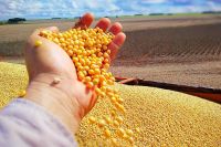 GMO Soybeans